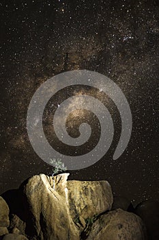 A tree on a rock face under the Milky Way