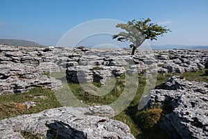 tree on rock formation in Yorkshire?UK