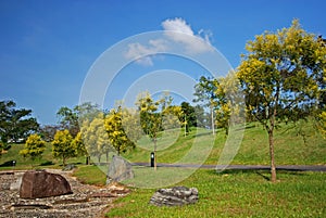 Tree, rock and landscape in the park