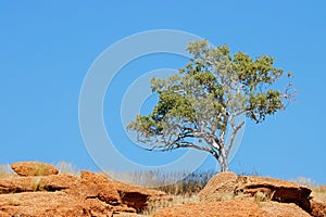 Tree on a rock - Namibia