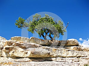 Tree on rock slab