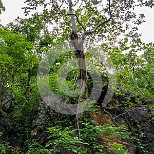 This tree is on the rock by supernatural way because it wasn't planted.