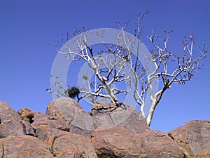 A tree on the rocks