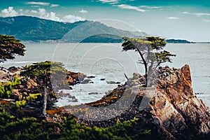 Tree on rocks ocean in background