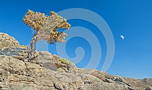 Tree on rocks on sunny day with moon in sky