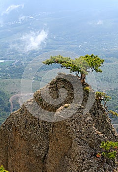 Tree on rocks top