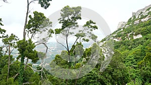 Tree rocks view mountain