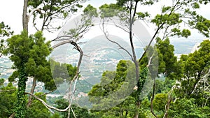 Tree rocks view mountain