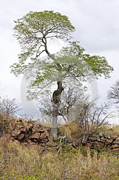 Tree on a rocky ridge