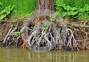 Tree root