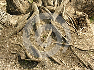 Tree root