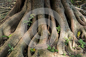 The tree Root