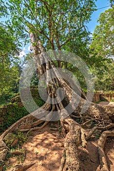 Tree root with clear blue sky, Ta Prohm temple ruins, Angkor, Ca