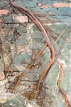 Tree root cover on old brick wall