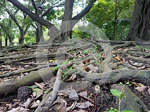 The tree root in the garden. Width view.