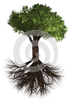 Tree and root. Green Forrest tree background. 3D Illustration. White background isolate.