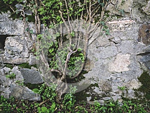 Tree root grow on old vintage brick wall