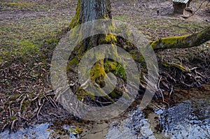 Tree root growing next to the river Bosna at Vrelo Bosne