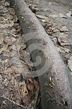 Tree Root Leaf Cutter Ants on the March