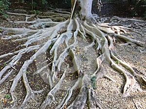 Tree root meandering symmetrically outwards