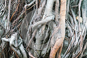 Tree root oak plant close up