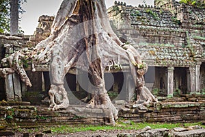 Tree root overgrowing parts of ancient Preah Khan Temple at angk