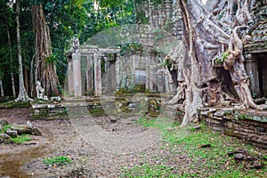 Tree root overgrowing parts of ancient Preah Khan Temple at angk