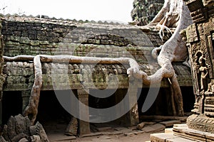 Tree Root Overgrowth - Angkor Thom - Cambodia