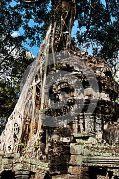 Tree Root Overgrowth - Angkor Thom - Cambodia
