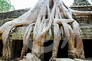 Tree Root Overgrowth - Angkor Thom - Cambodia