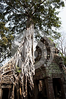 Tree Root Overgrowth - Angkor Thom - Cambodia