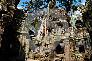 Tree Root Overgrowth - Angkor Thom - Cambodia