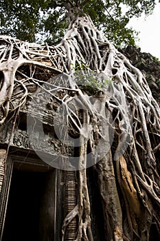 Tree Root Overgrowth - Angkor Thom - Cambodia