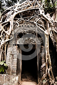 Tree Root Overgrowth - Angkor Thom - Cambodia