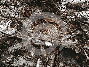 Tree root  plant close up, natural landscape background