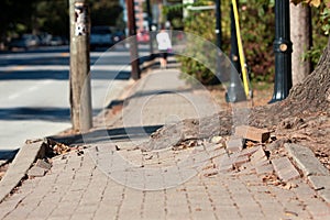 Tree Root Pushes Through Bricks Of Sidewalk In Urban Area