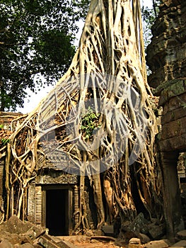 Tree root sit on a ruin ancient building at Angkor