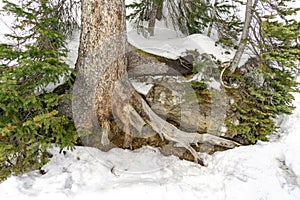 Tree Root in Snow