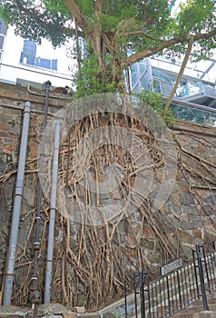 Tree root street Hong Kong