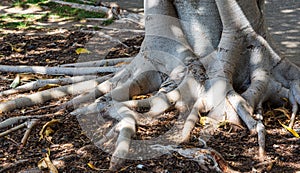 A Tree Root System Twisting Outwards