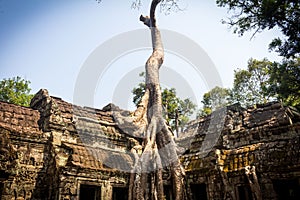 Tree root in Ta Phrom temple at Angkor Wat Complex in Siem Reap - Cambodia