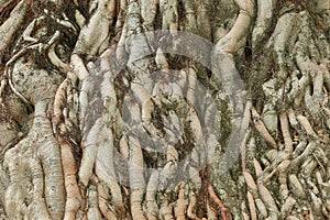 Tree root texture for pattern