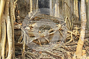 Tree root in wall at old temple thailand