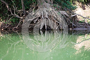 Tree root with water reflexion photo