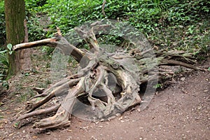Tree root wood