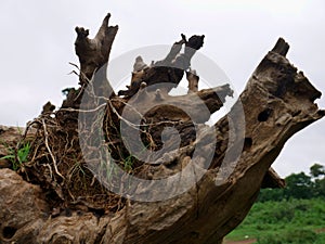 Tree root wood trunk lying