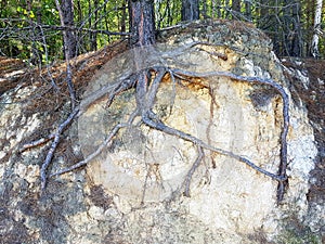 The tree is rooted in a sandy hill