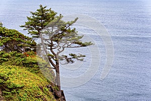Tree rooted into side of cliff on Oregon Coast photo
