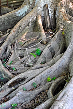 Tree rooted to the ground