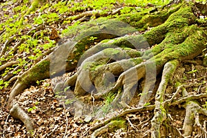 Tree roots photo